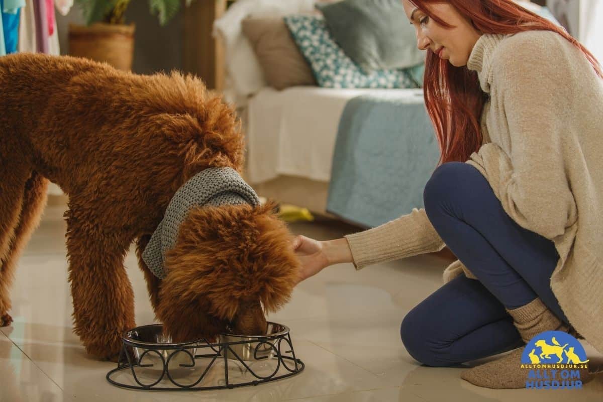 Hund äter i sällskap av matte