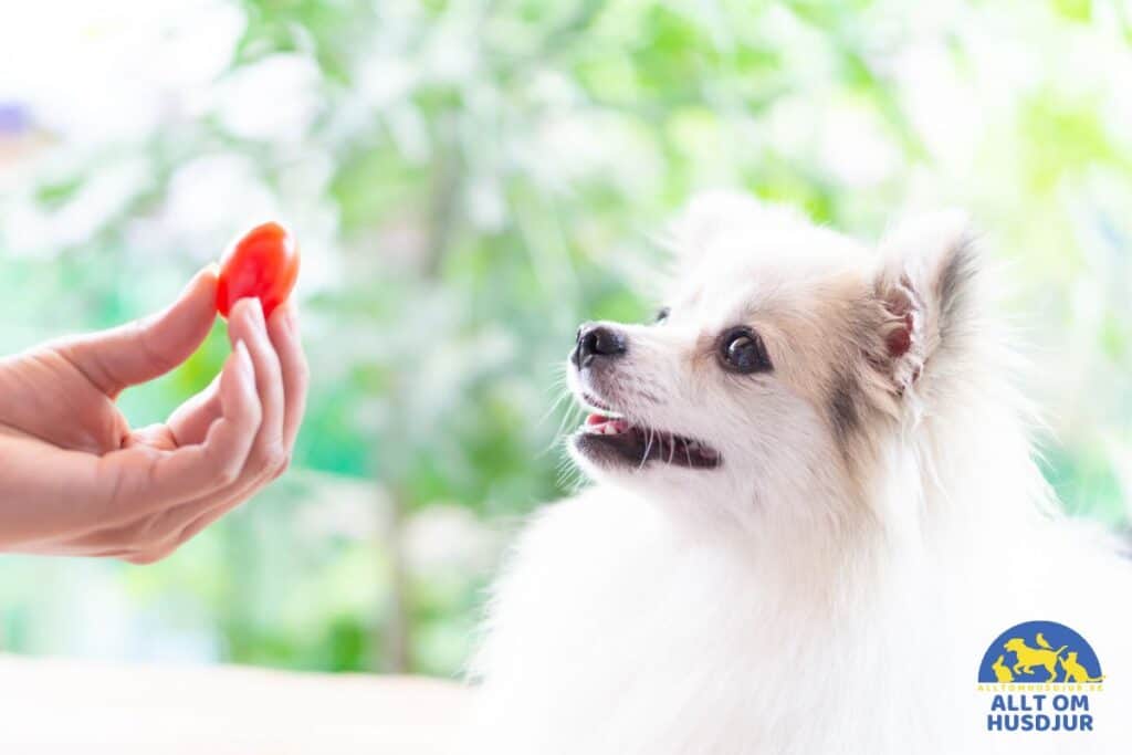 Kan hundar äta tomater?