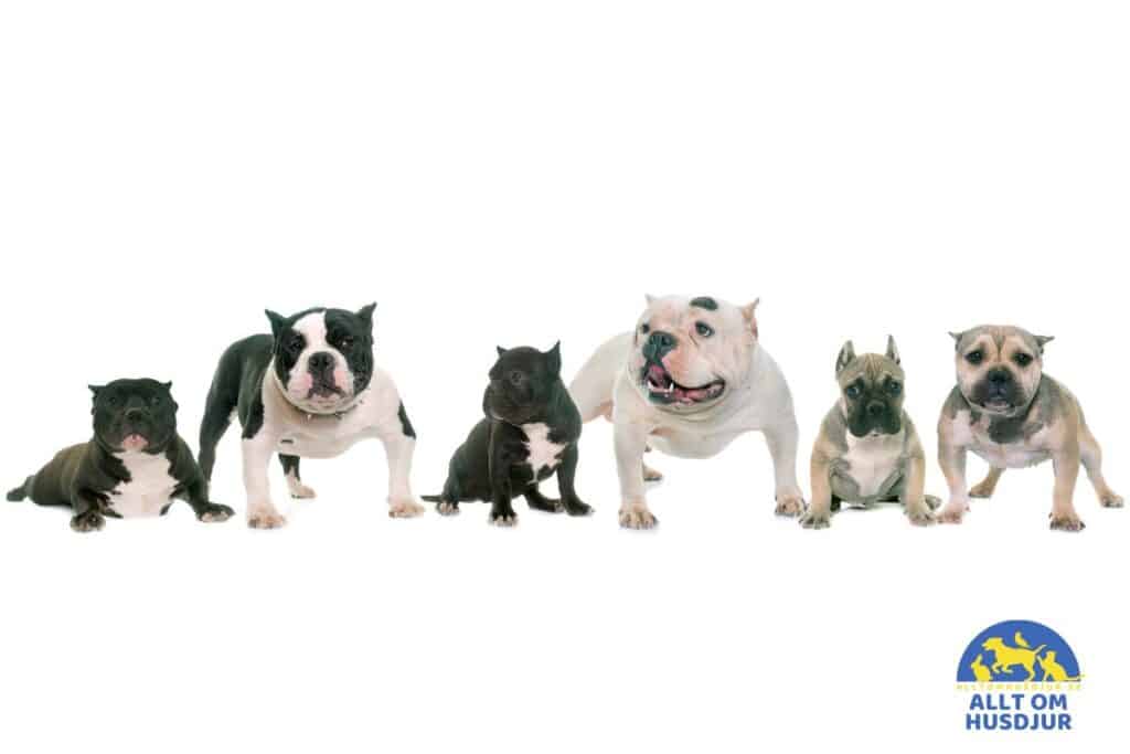 sex stycken american bullies