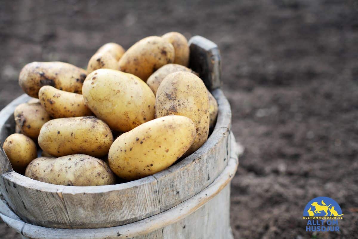 potatis
