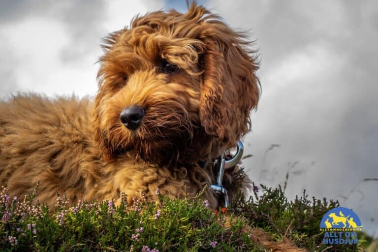 cockerpoo-allt-du-beh-ver-veta-en-snabbguide-f-r-nya-gare