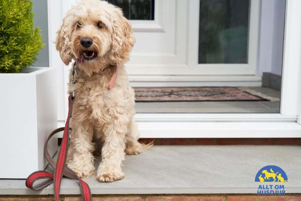 Cockerpoo väntar på promenad