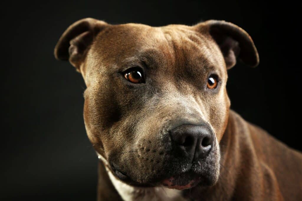 Är amstaff en aggressiv hundras