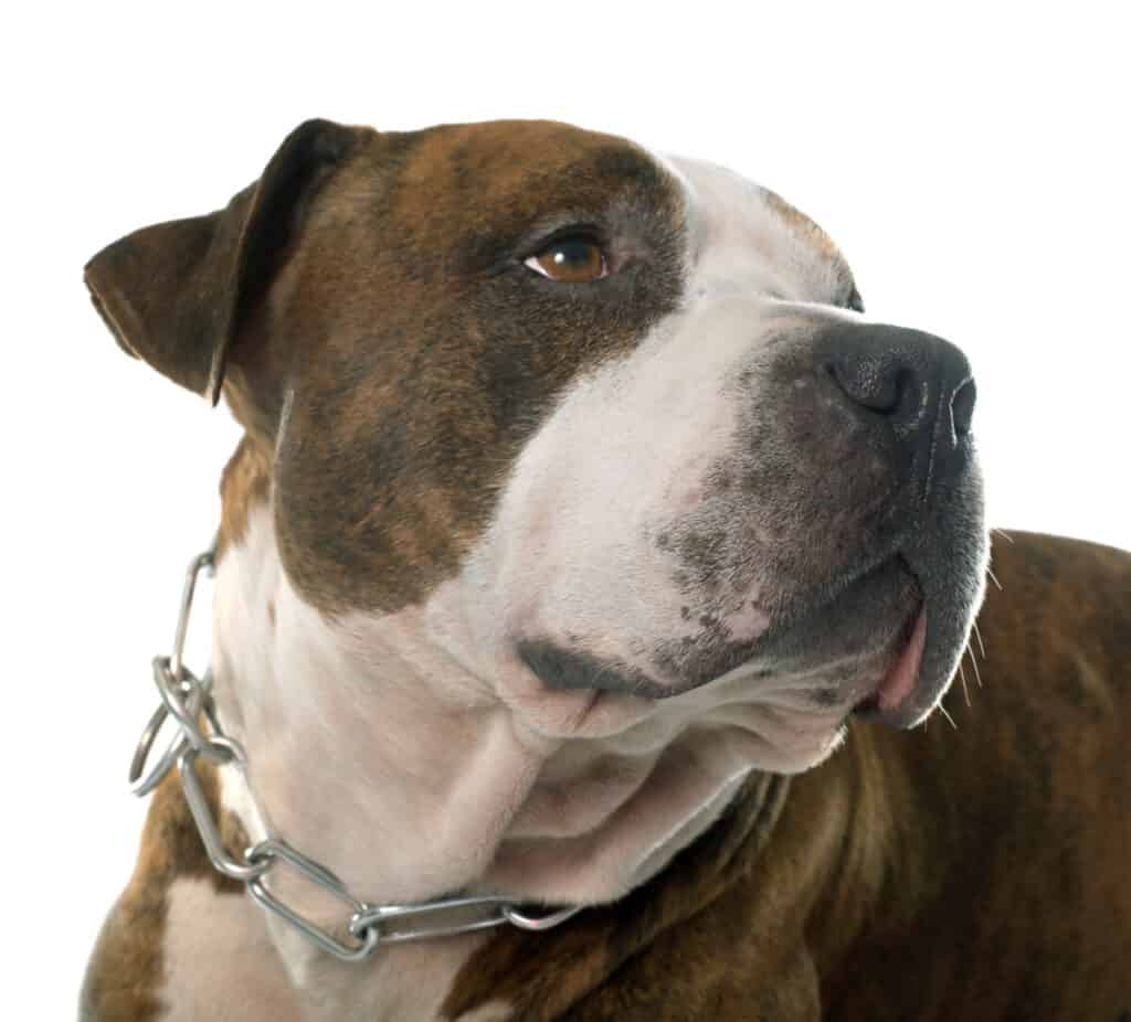 Amstaff