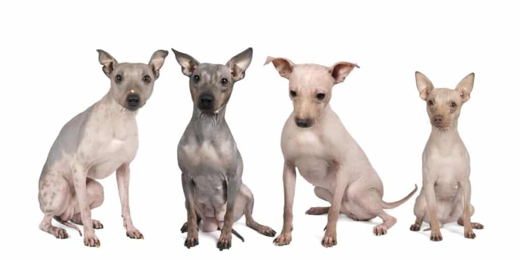 American hairless terrier - små hundraser