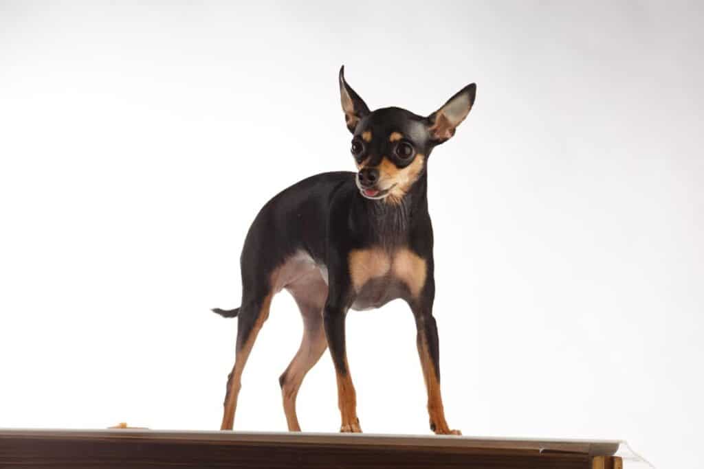 English toy terrier - små hundraser