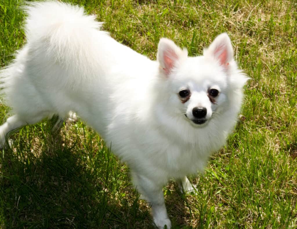 Volpino Italiano - små hundraser