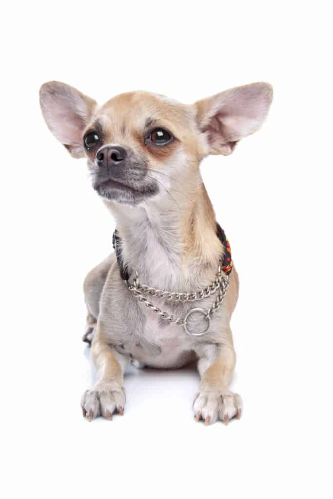 Chihuahua - små hundraser