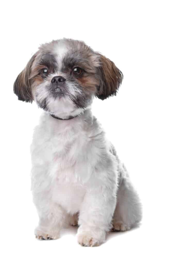 Shih Tzu - små hundar